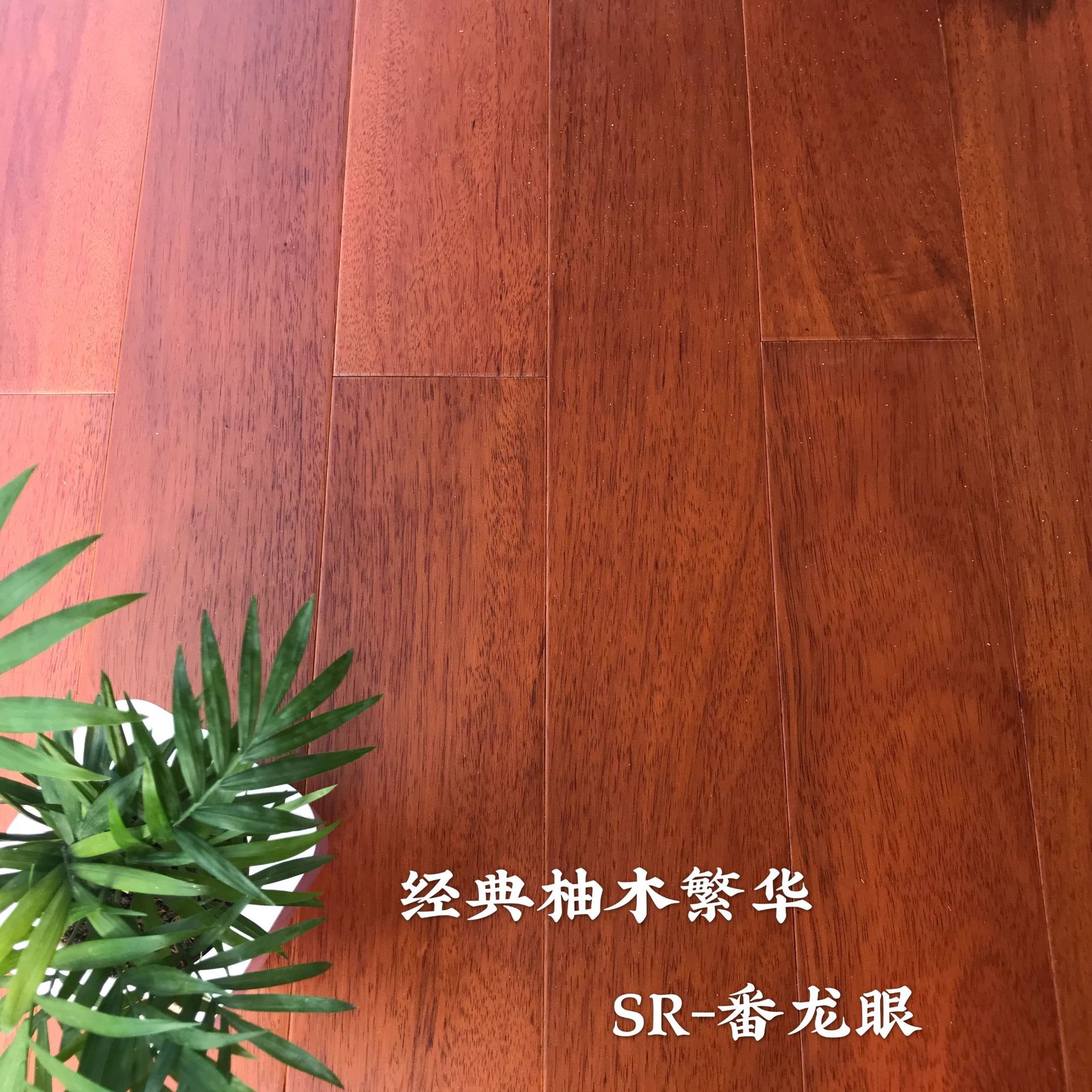 番龍眼2