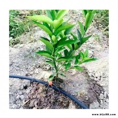 果樹(shù)噴滴一體器，濮陽(yáng)冬桃果樹(shù)噴滴一體器參數(shù) 可調(diào)式八孔滴灌頭豐盛源