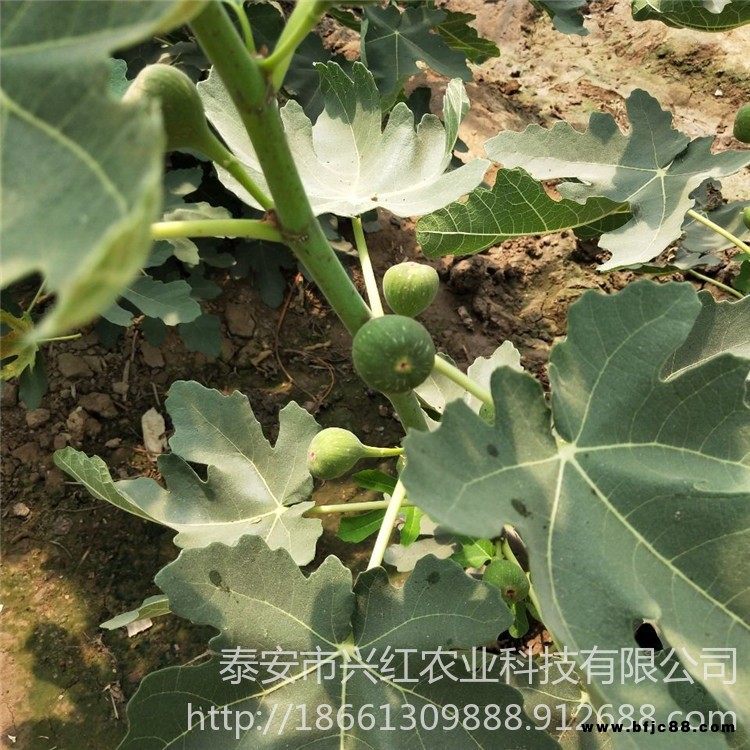 布蘭瑞克無花果苗價格、布蘭瑞克無花果苗基地、布蘭瑞克無花果苗出售