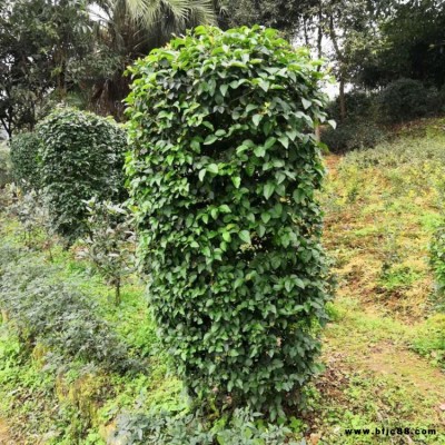 80-150公分毛葉丁香柱 園林綠化景觀工程毛葉丁香柱 精品灌木小葉女貞柱   湘林苗圃