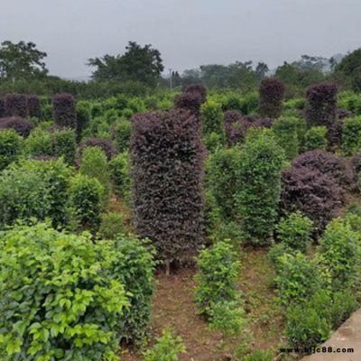 80-150公分毛葉丁香柱 常年基地批量銷售 小葉女貞柱長期供應  湘林苗圃