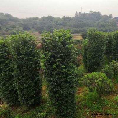 毛葉丁香柱基地 造型毛葉丁香  供應高度小葉女貞柱  湘林苗圃