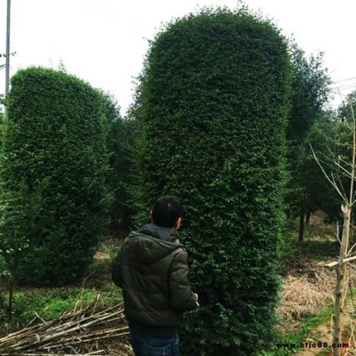毛葉丁香柱 供應商供應 精品女貞柱形樹苗  基地小葉女貞柱直銷   湘林苗圃