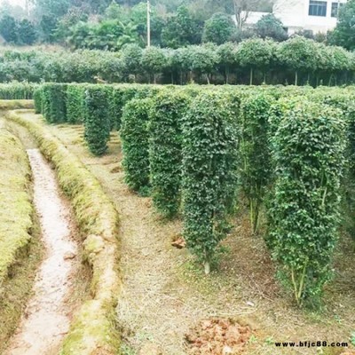 小葉女貞柱  供應高度小葉女貞柱  供應 100cm高小葉女貞柱子  湘林苗圃