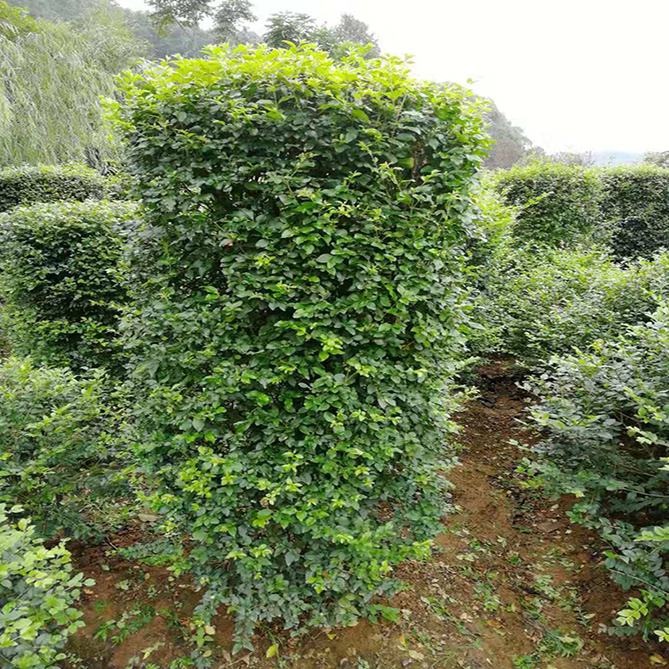 小葉女貞柱 按等級(jí)論價(jià)格 園林綠化景觀工程毛葉丁香柱 小葉女貞柱繁育基地 湘林苗圃