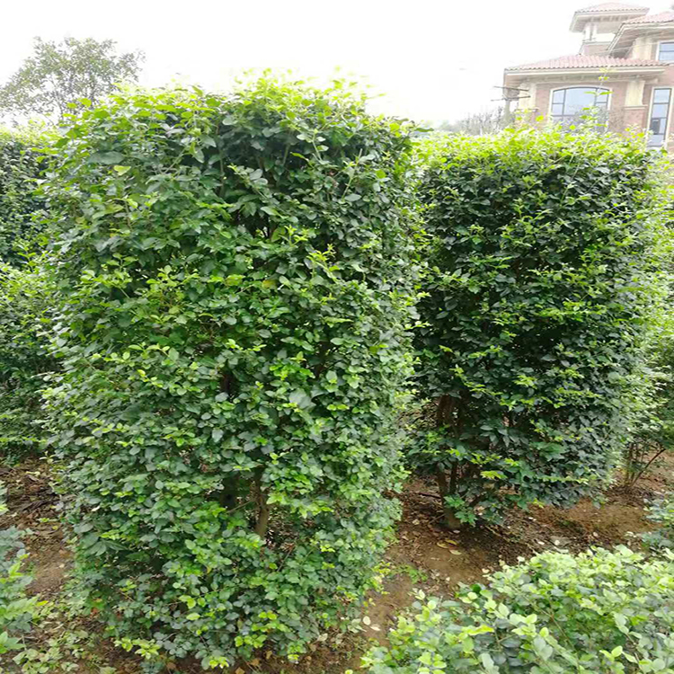 小葉丁香 發芽率高商家 園林綠化景觀工程毛葉丁香柱 基地小葉女貞柱直銷 湘林苗圃