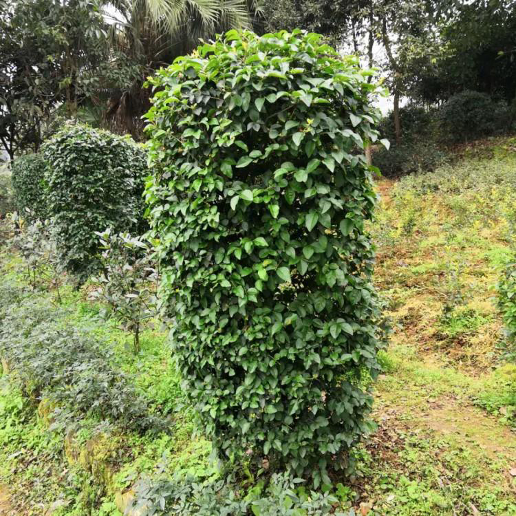 毛葉丁香柱基地 供應(yīng)柱型苗木 苗高1米5毛葉丁香柱子 湘林苗圃