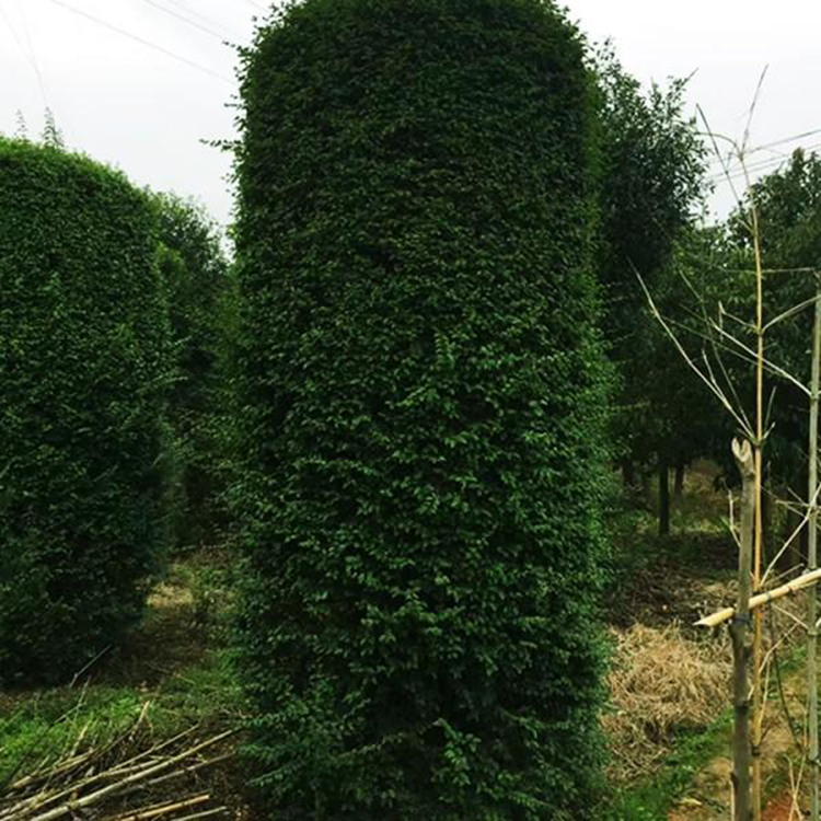 柱子毛葉丁香 供應(yīng)生產(chǎn) 園林綠化景觀工程毛葉丁香柱 基地小葉女貞柱直銷   湘林苗圃