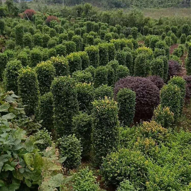 柱子毛葉丁香 供應(yīng)生產(chǎn) 園林綠化景觀工程毛葉丁香柱 基地小葉女貞柱直銷   湘林苗圃