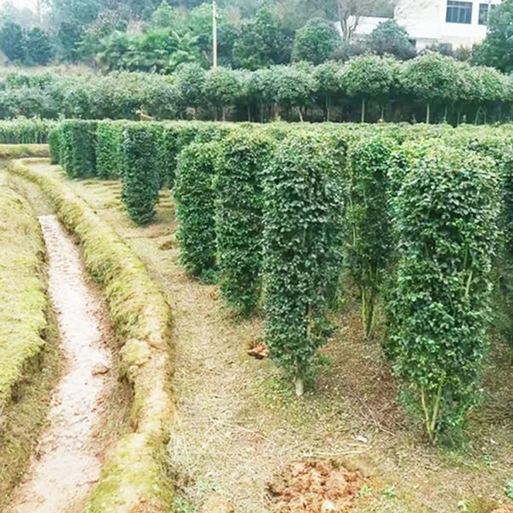 毛葉丁香柱批發    小葉女貞柱子批發 基地小葉女貞柱直銷   湘林苗圃