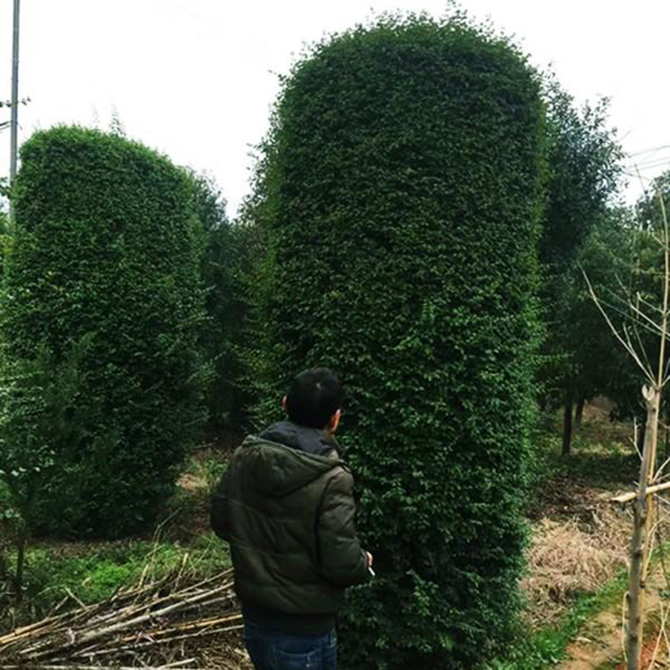 毛葉丁香柱供應 園林綠化景觀工程毛葉丁香柱 小葉女貞花瓶造型獨特 湘林苗圃